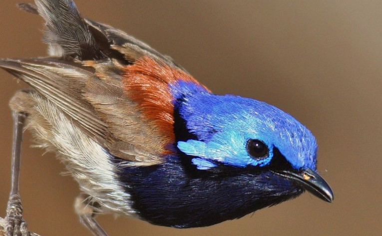 It belongs to the Australasian wren family, Maluridae. It is also known as the Blue-breasted Wren and Purple-breasted Fairy Wren.