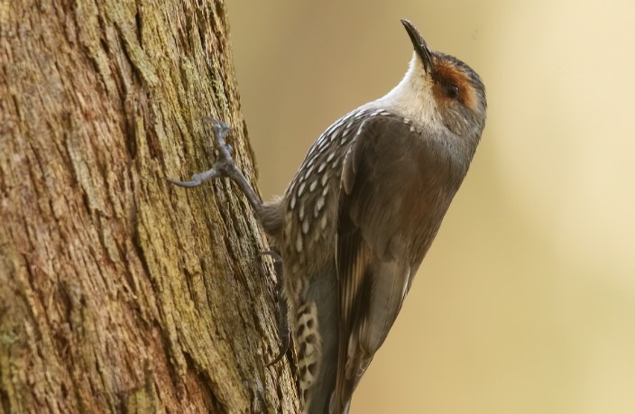 The cool, tall, Eucalypt forests along the Great Dividing Range and southeast coast are the core habitat of the Red-browed Treecreeper (Climacteris erythrops).