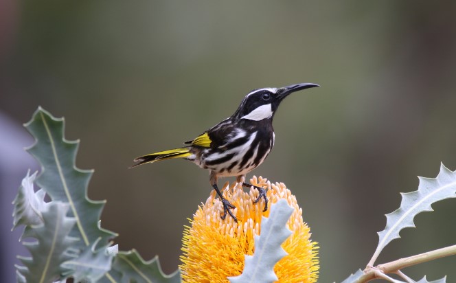 White-cheeked Honeyeaters are not strictly territorial but the males defend the nest site and a few vantage perches against other honeyeaters.