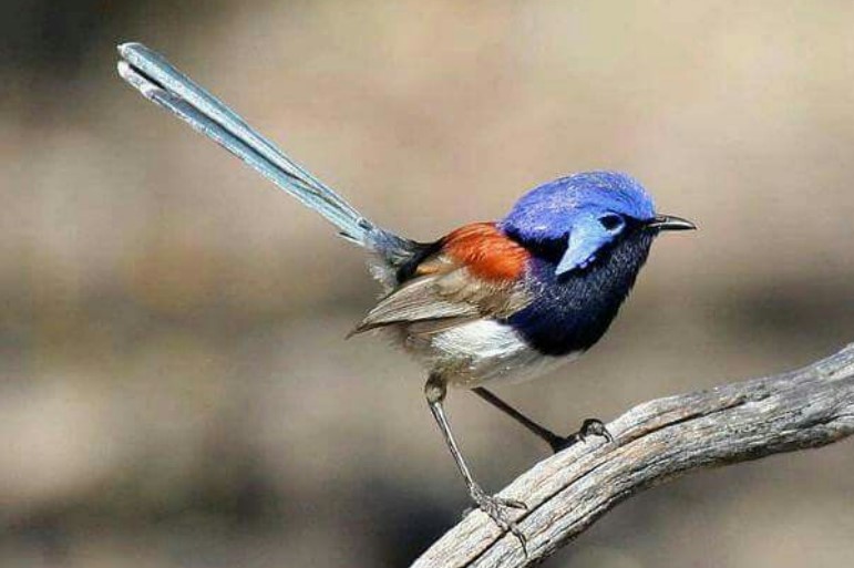 The Blue-breasted fairywren (Malurus pulcherrimus) occurs in sand plain heath and heathy mallee across central southwestern Australia and the Eyre Peninsula, regions now extensively cleared for wheat farming.