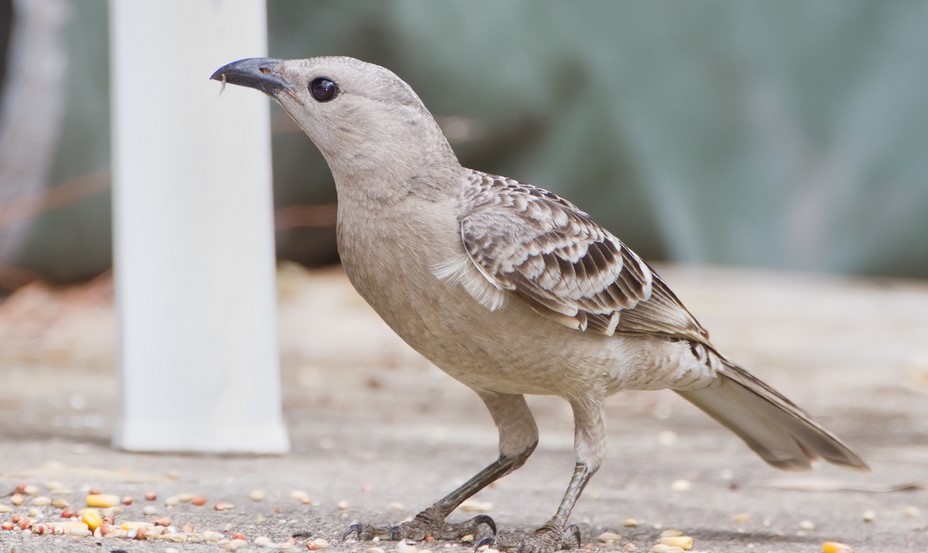 It is also known as the Queensland Bowerbird and Great Grey Bowerbird. Great Bowerbirds are 340-370 mm long.