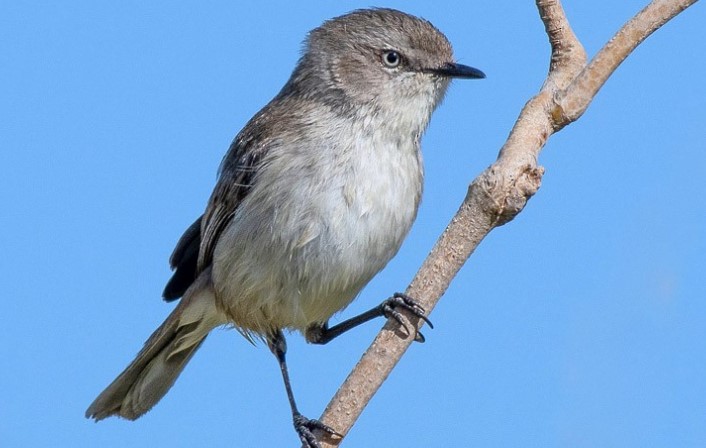 It is also known as Dusky Warbler and Dusky Flyeater.