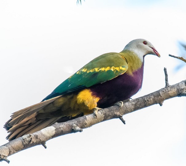 The Wompoo Fruit Dove (Ptilinopus magnificus) is the most prominent fruit dove and is radiantly hued.