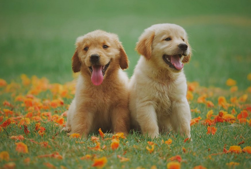 The Allure of Retrievers: Why They Are Cherished as Beloved Pets