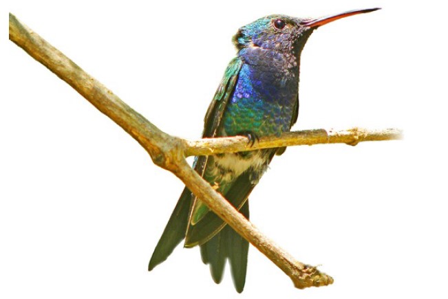 Any bird lover cannot ignore the beauty of Sapphire-bellied Hummingbird (Chrysuronia lilliae). Indeed very attractive hummingbird unfortunately critically endangered.