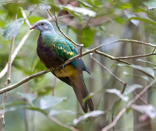 It is also known as Wompoo Pigeon, Wompoo Fruit Pigeon, Green Pigeon, Magnificent Fruit-Dove, Purple-breasted Pigeon, and Bubbly Mary.