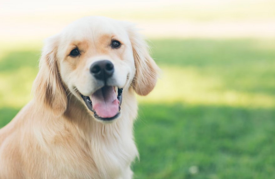 Retrievers have long been the quintessential family pet and it's easy to see why.