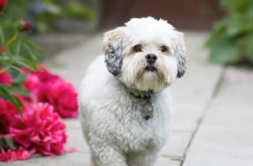 In the realm of designer dog breeds, the Maltese Shih Tzu Poodle mix, also known as a Malshipoo, is a delightful blend of three well-loved breeds.