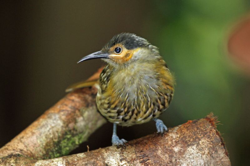 In northeastern Queensland, they live singly or in pairs in the middle and upper layers of the rainforest canopy, where their deliberate movements and probing for food are similar to riflebirds.