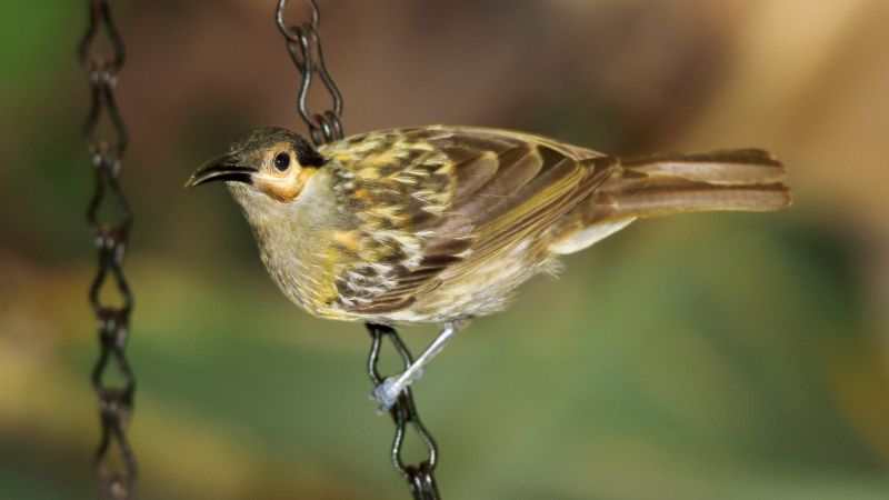 It is also known as Yellow-streaked Honeyeater, Mouleplumaged Honeyeater, and Buff-striped Honeyeater.