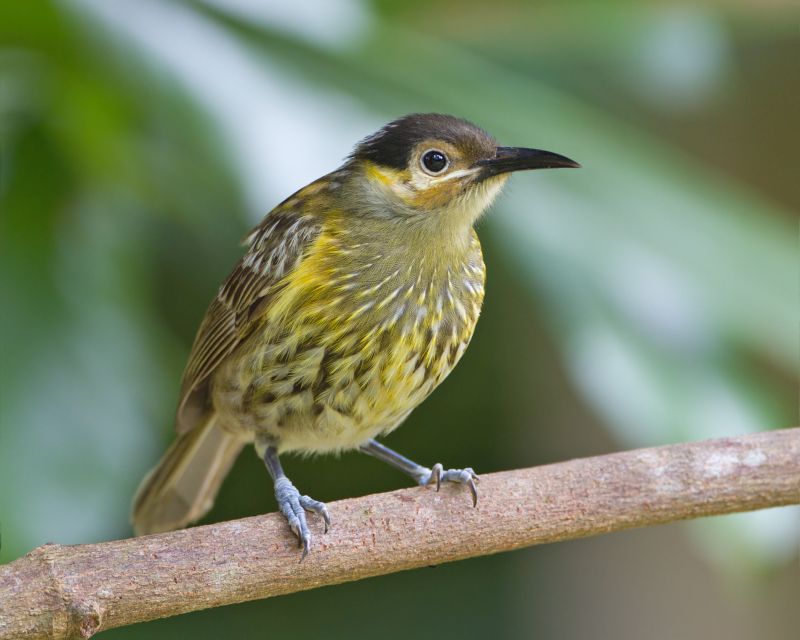A Macleay's Honeyeater (Xanthotis macleayanus) is a quiet and unobtrusive bird compared with other honeyeaters.