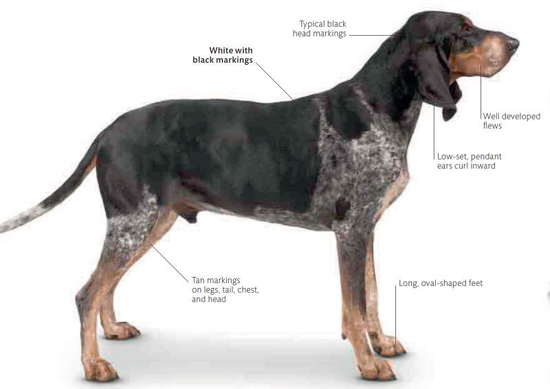 With its bluish coat, produced by black mottling over white, the dog has an elegant appearance.
