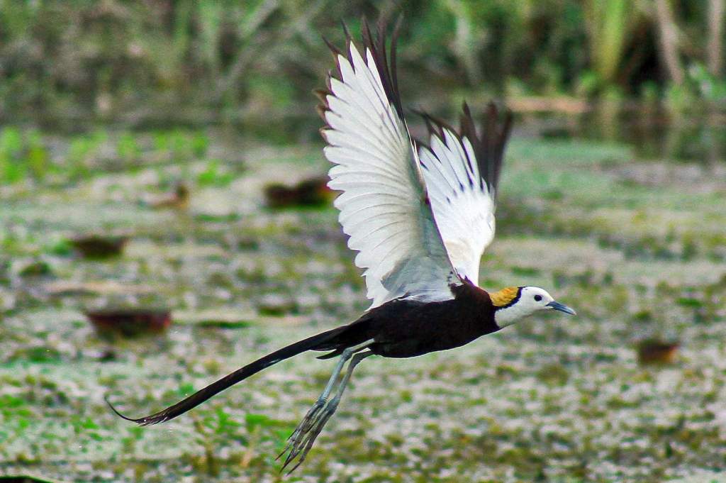 Pheasant-tailed Jacana (Hydrophasianus chirurgus) is striking white and chocolate-brown rail-like water bird with enormous feet and a distinctive, long, pointed sickle-shaped tail.