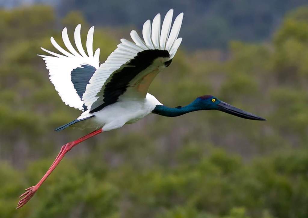 There are some storks (Ephippiorhynchus asiaticus) that are sociable, but the Black-necked Stork, Australia's only member, is usually seen alone or in a loose group.