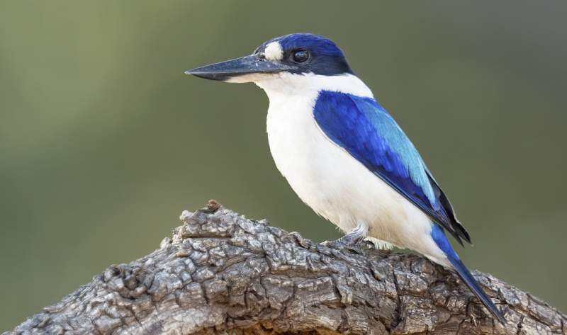 Forest Kingfisher is also known as Macleay's Kingfisher, Blue Kingfisher, and Bush Kingfisher. Forest Kingfisher call is harsh trilling chatter of repeated notes, t'reek t'reek.