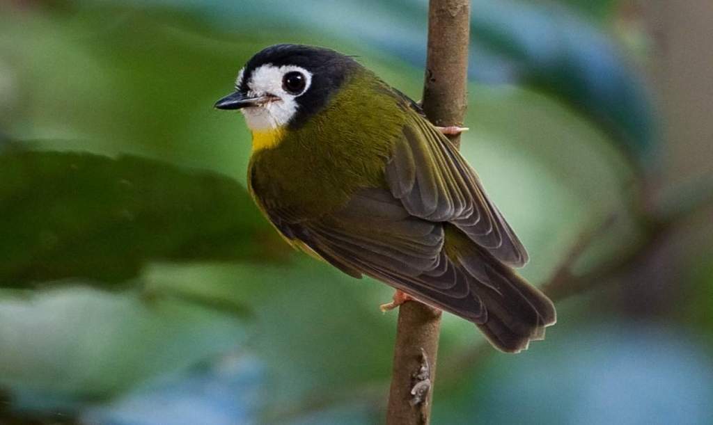 Well, like the Pale-Yellow Robin, the White-faced Robin (Tregellasia leucops) is confined to rainforest and forages within its mid and lower stages.