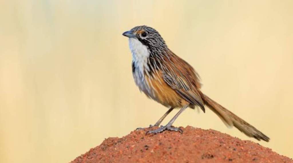 Carpentarian Grasswren (Amytornis dorotheae) is named for its confinement to the sandstones of the Carpentarian system at the head of the Gulf of Carpentaria.