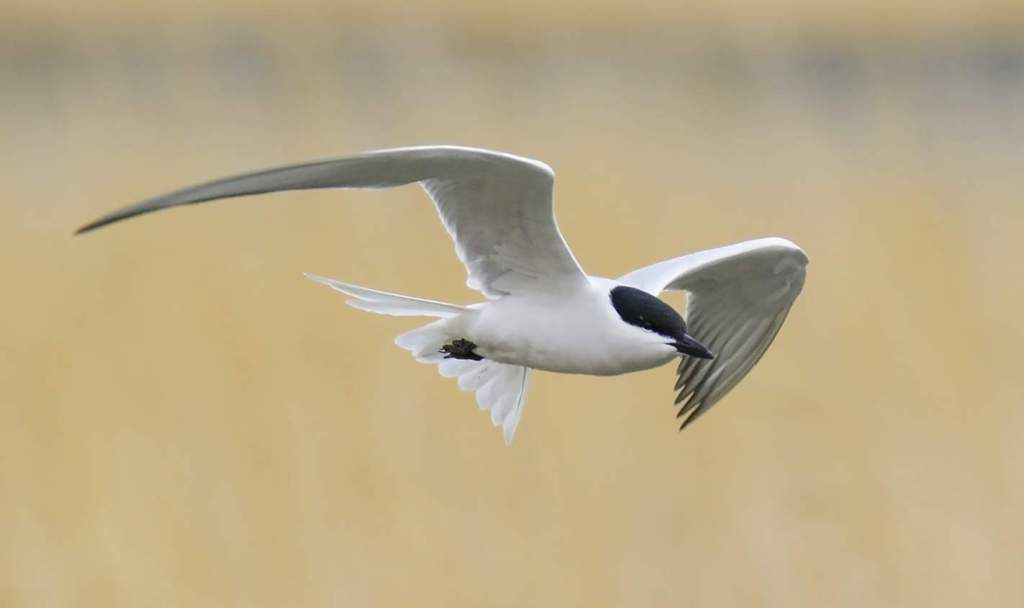 A Gull-billed Tern measures between 375 and 430 mm in length. There is no difference between the sexes.