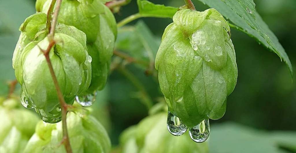 What Are Hops Used For? It is also known as Common hop (Humulus lupulus), English hop, and European hop. It belongs to the Cannabaceae (hemp family).