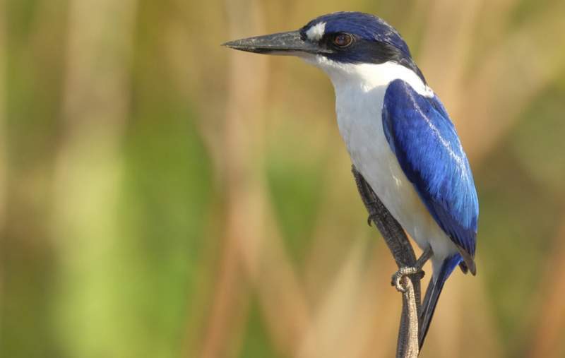 In dry plains and downs at the head of the Gulf of Carpentaria, Forest Kingfishers appear to be divided into two populations that are slightly different in appearance and habits.