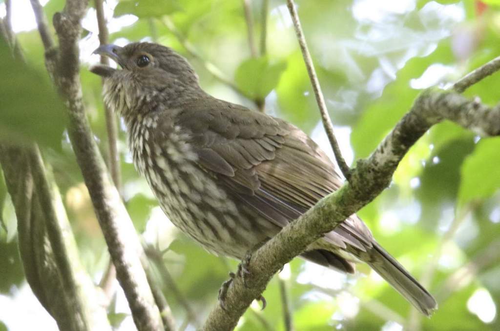 Tooth-billed Catbird call is somewhat harsh, short chuck to maintain contact within the clan, and for identification.