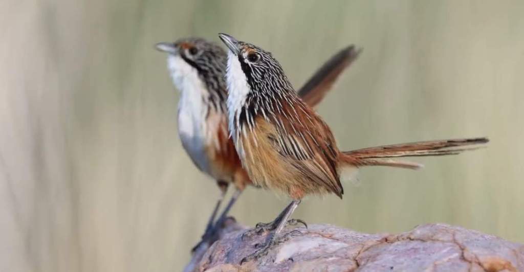 Dorothy Grasswren and Red-winged Grasswren are also names for this bird.