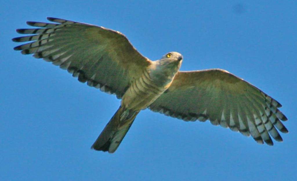 The Pacific Baza flies slowly and leisurely with broad, rounded wings, allowing them to maneuver acrobatically and easily.