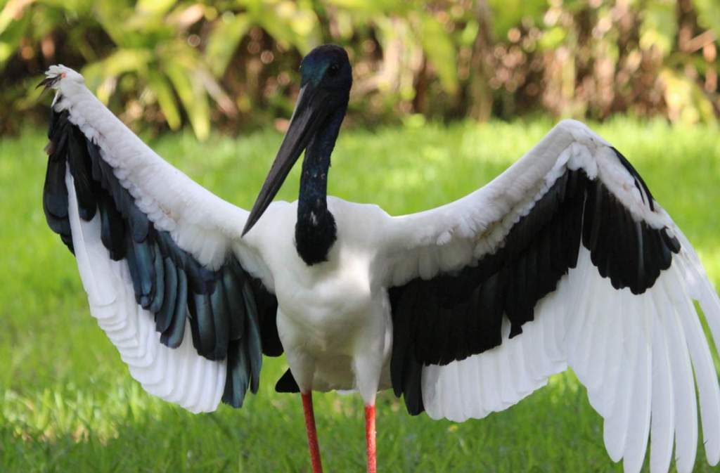 Black-necked Stork measures about 1100-1300mm long (stands about 1200 mm high).