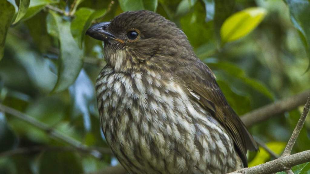 Mountain rainforests of northeastern Queensland ring with the brilliant song of male Tooth-billed Catbird (Ailuroedus dentirostris) during spring breeding.