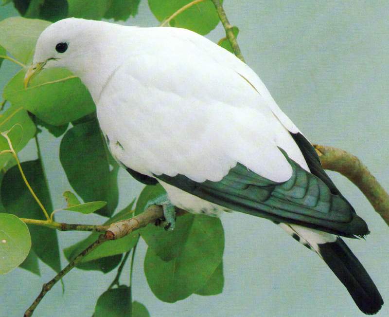 Late dry seasons in New Guinea herald the breeding season of Torres Strait Imperial-Pigeons (Ducula spilorrhoa), which are common in the lowlands.