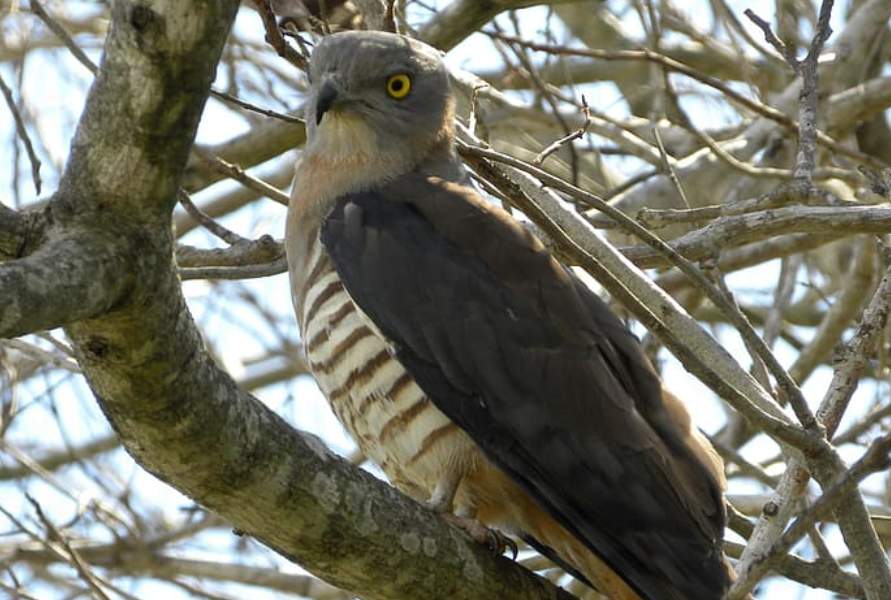 It is also known as the Crested Hawk and Pacific Lizard-Hawk.