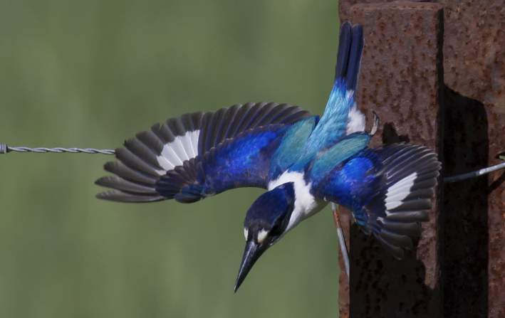 It is often found in the same forests and woodlands as the Sacred Kingfisher and Yellow-billed Kingfisher, but is easily identified by its blue upperparts, gleaming white underparts, and white 'dollars' on its wings in rapid, direct flight.