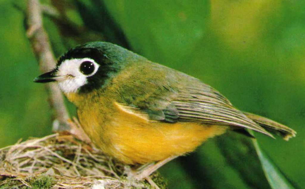 The size of white-faced robin is around 120-130 mm long.