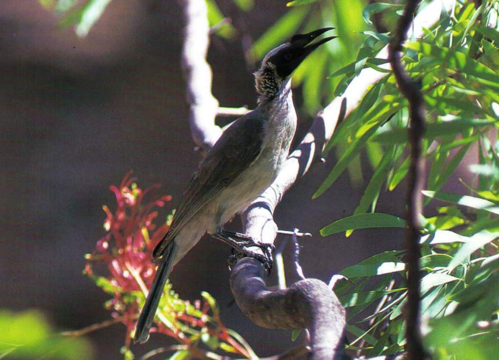 Nests are often parasitized by the Common Koel. It is also known as Silvery-crowned Friarbird.