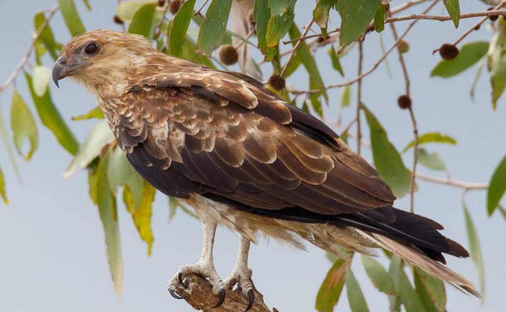 The Whistling Kite is in fact a graceful bird. When gliding, the wings remain horizontal but bowed downward at the tips while flapping with slow wing-beats.