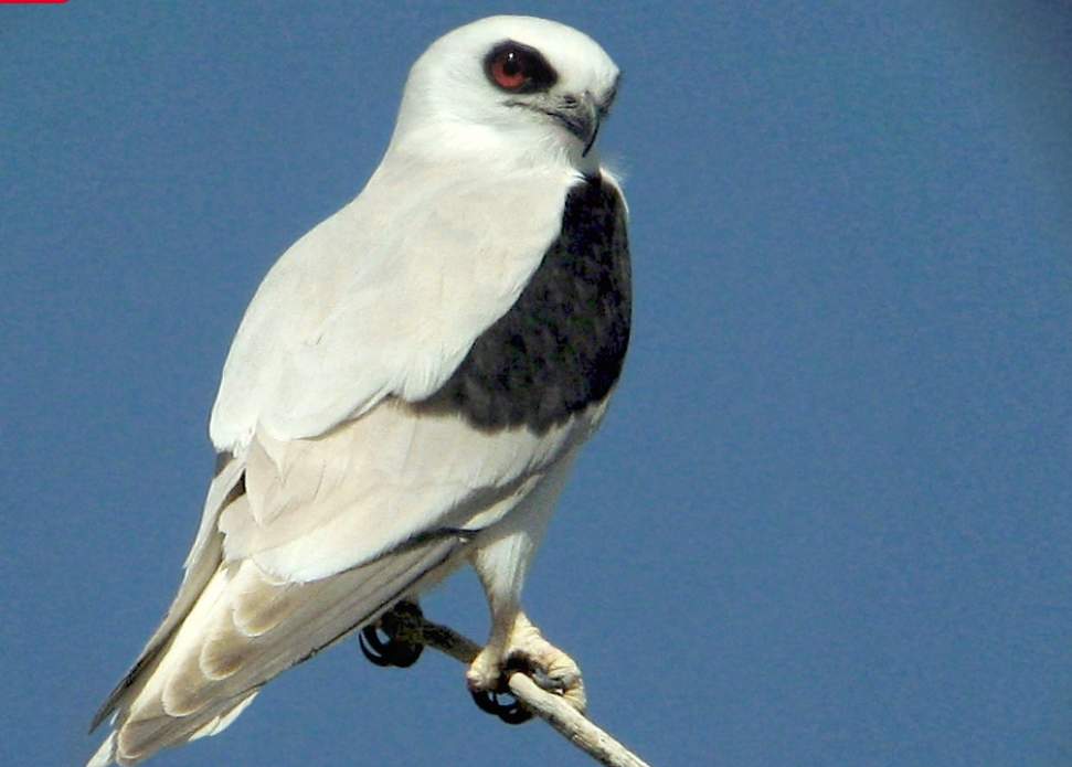 'BOOM-AND-BUST' controls the rarely seen Letter-winged Kite (Elanus scriptus).  During the day, they rest quietly in groups among the leafy branches of trees, sometimes nestling together.
