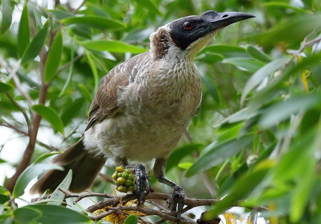 Silver-crowned friarbird's rolling clank can be heard among the dawn choruses in tropical eucalypt forests and woodlands of far northern Australia.