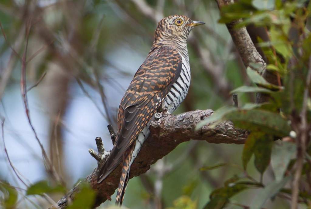 Among its many names are Himalayan Cuckoo, Blyth's Cuckoo, Saturated Cuckoo, and Hawk-Cuckoo. Oriental Cuckoos measure between 280 and 340 millimeters in length.