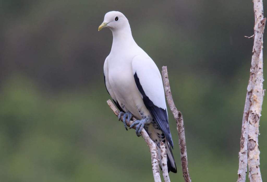 Late dry seasons in New Guinea herald the breeding season of Torres Strait Imperial-Pigeons (Ducula spilorrhoa), which are common in the lowlands.