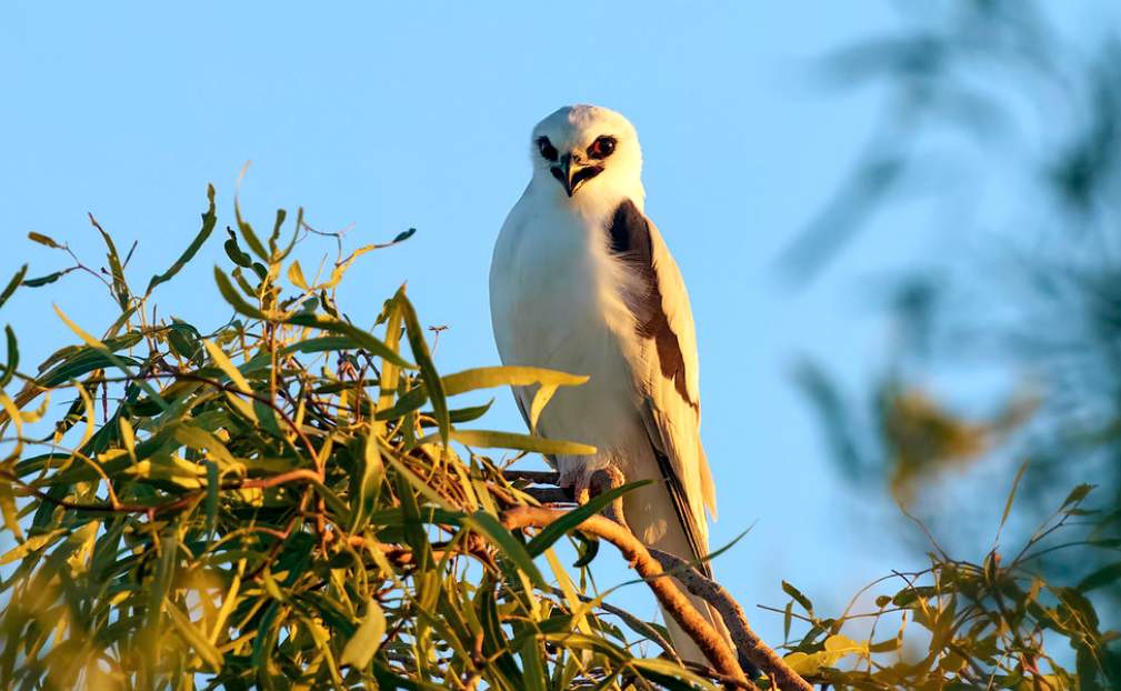 The male flies high in courtship, circling his mate on steeply raised, quivering wings.