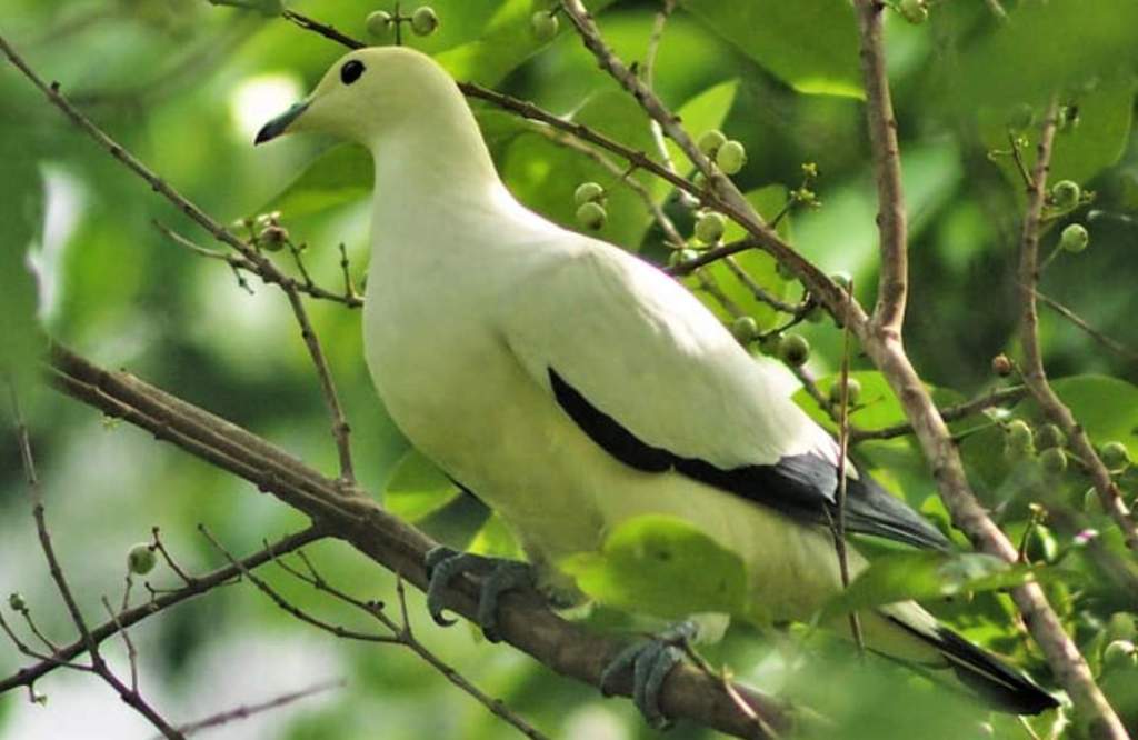 Torresian Imperial Pigeons can also be called Nutmeg Pigeons, White Nutmeg Pigeons, and Australian Pied Imperial Pigeons.