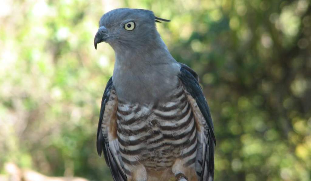 Pacific Baza (Aviceda subcristata) is a quiet and unobtrusive treetop hunter in the family Accipitridae.