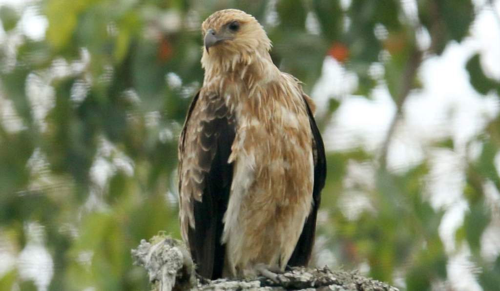 The whistling kite (Haliastur sphenurus) is gliding slowly at low altitudes, or soaring high into the sky.