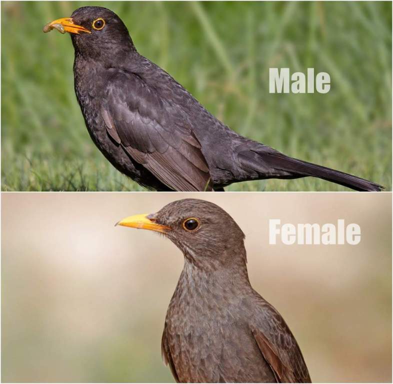 Blackbird Male and female