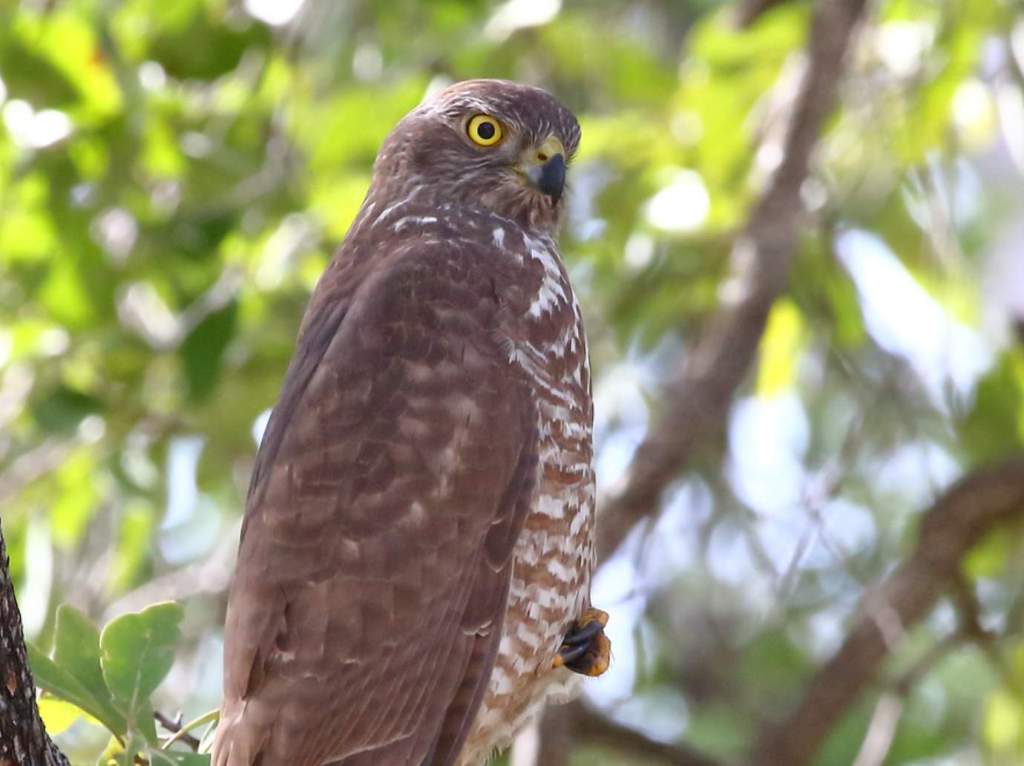 Like most Goshawks, the Brown Goshawk (Accipiter fasciatus) is a skulking predator that hunts by stealth.