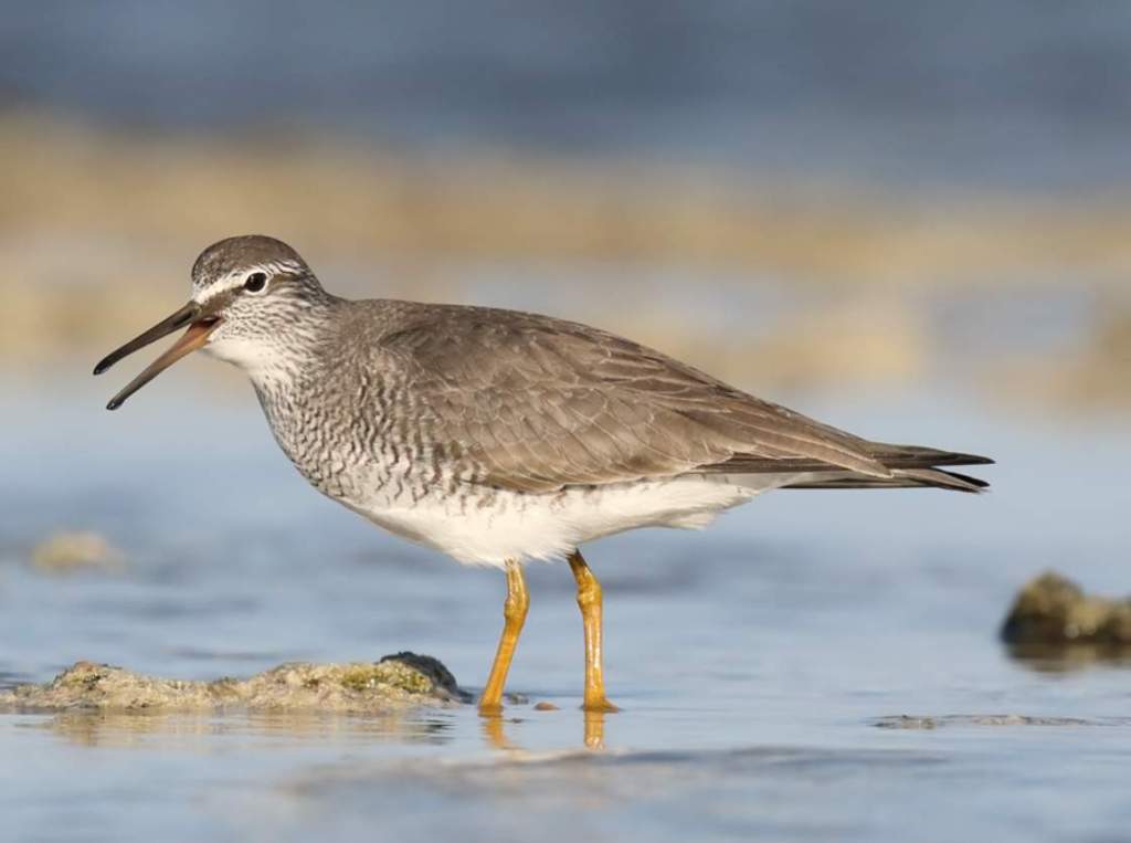 There are two populations of Grey-tailed Tattlers in the world: one breeds in coastal Australia and the other lives in Southeast Asia and New Zealand.