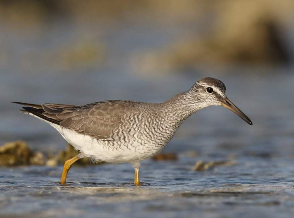 the Grey-tailed Tattler (Tringa brevipes, previously Heteroscelus brevipes) can be found in considerable numbers around the north.