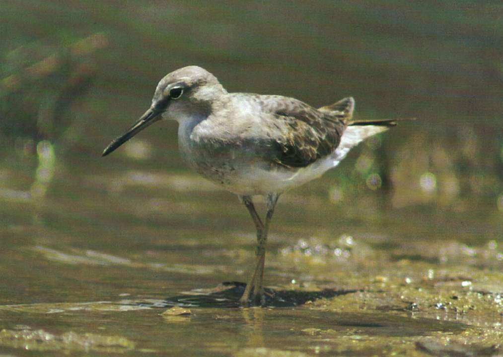 As far as Grey-tailed Tattler identification is concerned, both sexes are similar. Plain light grey above; below with white eyebrows and dusky lores. Eyes are brown. Bill is black.