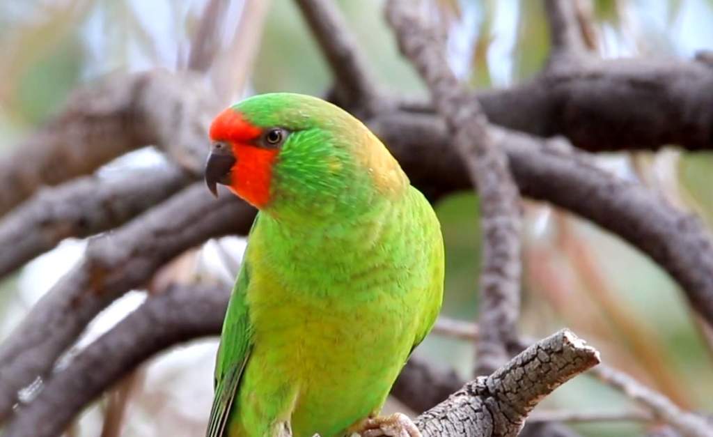 The bird is also known as Tiny Lorikeet, red-faced Lorikeet, Gizzie, Green Keet, Slit, Little Keet, and Jerryang.