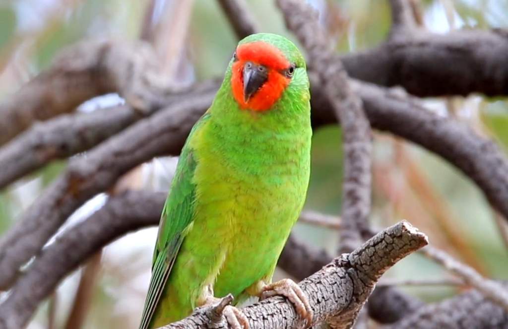 It is extremely rare to see this parrot outside its native Australia even if it is found there.